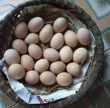 Trại gà đẻ trứng Ngọc Linh