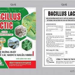 BACILLUS LACTC