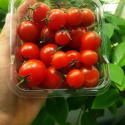 Cà chua bi ( đóng hộp ) 