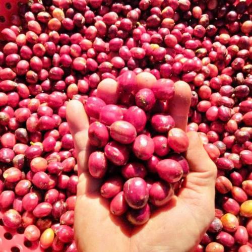 Cà Phê Hạt Nguyên Chất