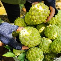 Na Hoàng Tiến