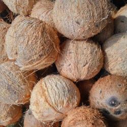 Trái Dừa Khô 