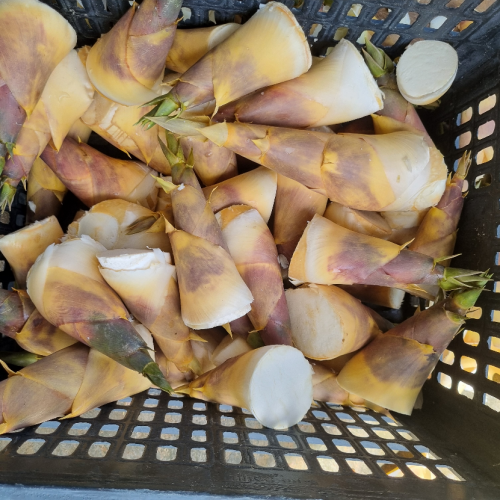 Tre lục trúc (Bambusa oldhamii)